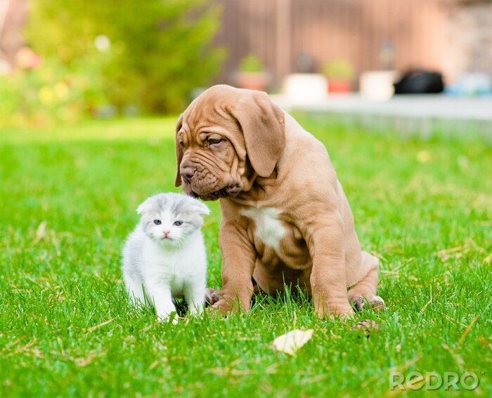 Sticker Puppy en kleine kat op het groene gras