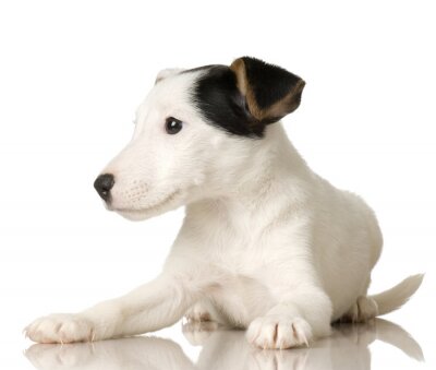 Sticker Puppy Jack russel voor een witte achtergrond