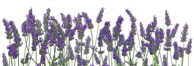 Sticker Purpere lavendelbloemen op een rij