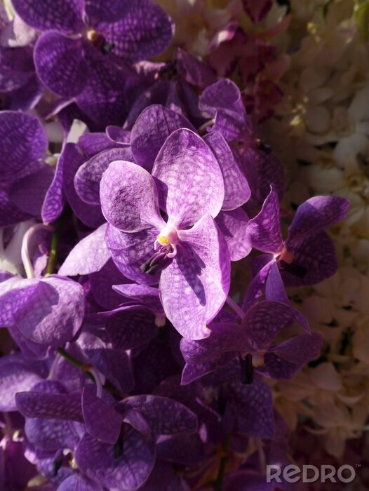 Sticker Purpere orchidee in de zon