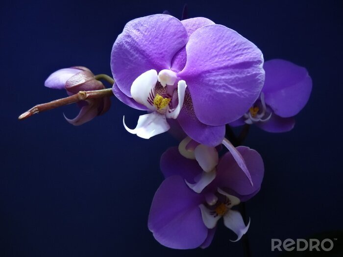 Sticker Purpere orchidee op een marineblauwe achtergrond