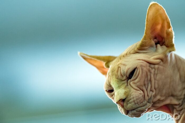 Sticker Rasecht kattenportret van sfinx met gerimpelde huid