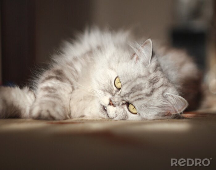 Sticker Rasechte katten Perzische kat die op de vloer rusten