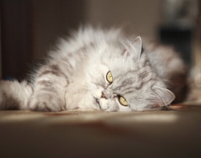 Sticker Rasechte katten Perzische kat die op de vloer rusten