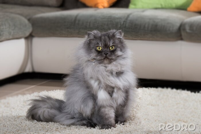Sticker Rasechte katten pluizige Perzische kat op een licht tapijt
