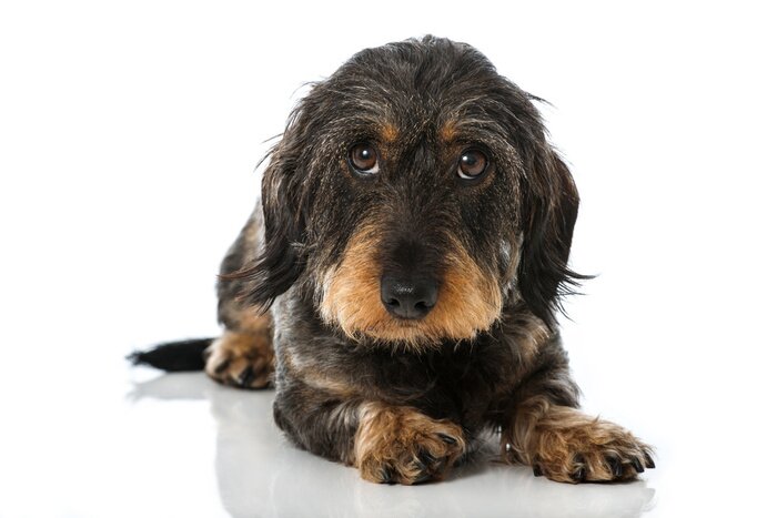 Sticker Rauhaardackel