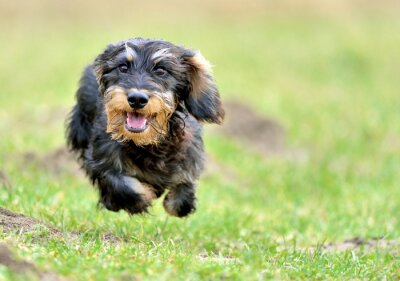 Sticker Rauhaarteckel