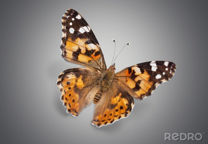 Sticker Realistische vlinder op een grijze achtergrond