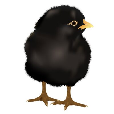 Sticker realistische zwarte Chick, vector
