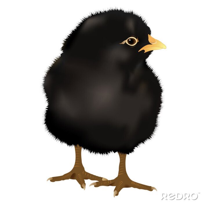 Sticker realistische zwarte Chick, vector
