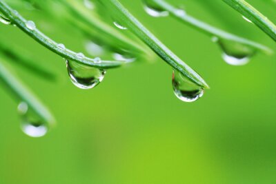 Sticker Regen druppels op dennennaalden