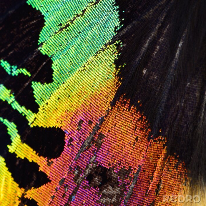 Sticker Regenboog textuur van vlindervleugel