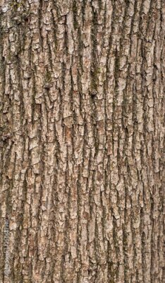 Sticker Relief texture of the brown bark of a tree with green moss on it. Vertical photo of a tree bark texture. Relief creative texture of an old oak bark.