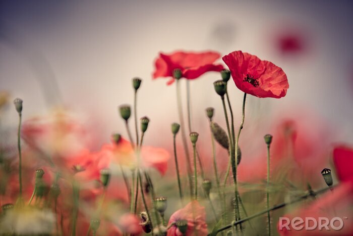 Sticker Retro klaprozen op een achtergrond van lucht