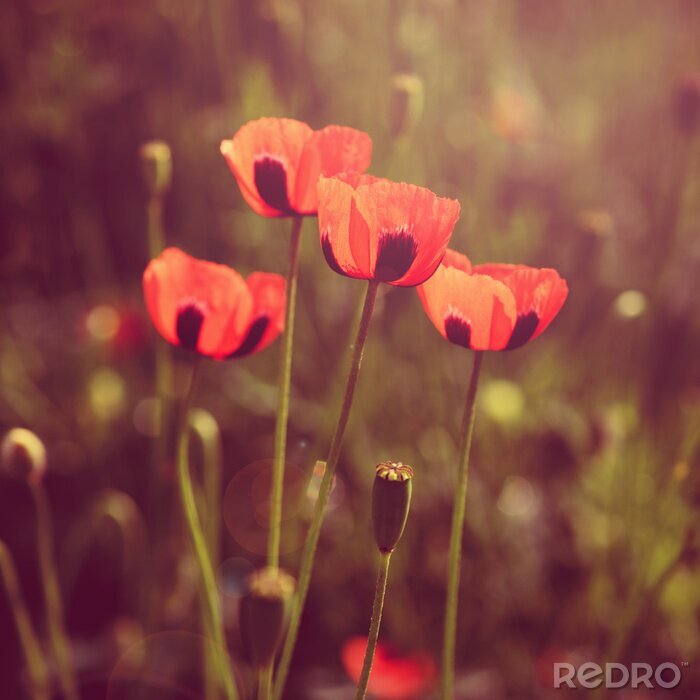 Sticker Retro klaprozen op groene achtergrond