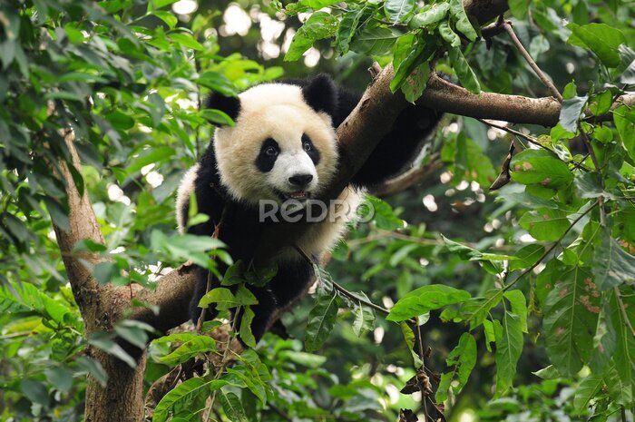 Sticker Reuzenpanda klimt in een boom
