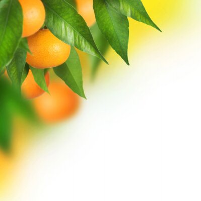 Sticker Rijpe mandarijnen groeien. Grens ontwerp
