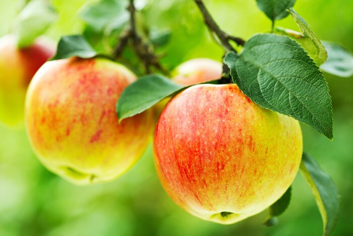 Sticker Rijpende appels aan de boom