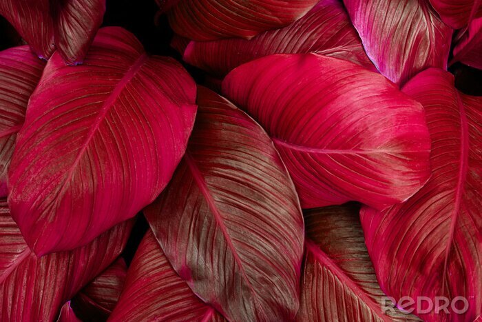 Sticker Rode bladeren