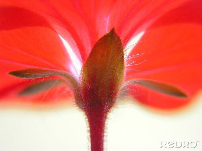 Sticker Rode bloem met onderaanzicht
