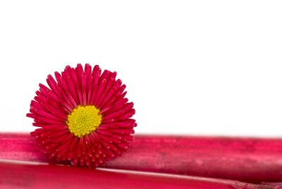 Sticker Rode bloem op bamboe