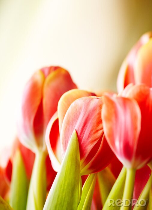 Sticker Rode bloemen close-up