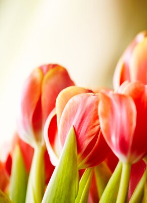 Sticker Rode bloemen close-up