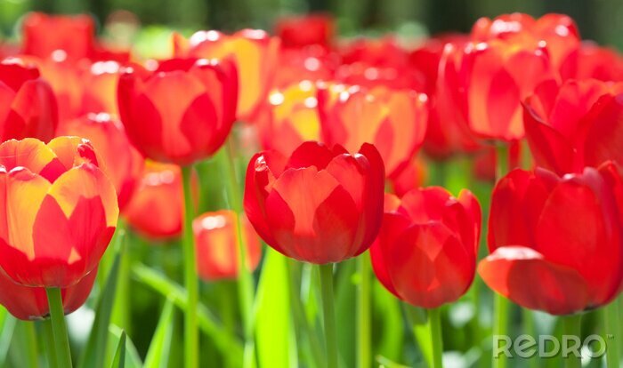Sticker Rode bloemen glinsteren in de zon