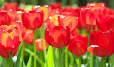Sticker Rode bloemen glinsteren in de zon