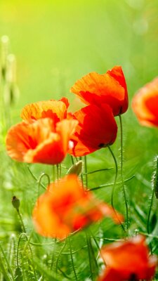 Sticker Rode bloemen op een groene weide