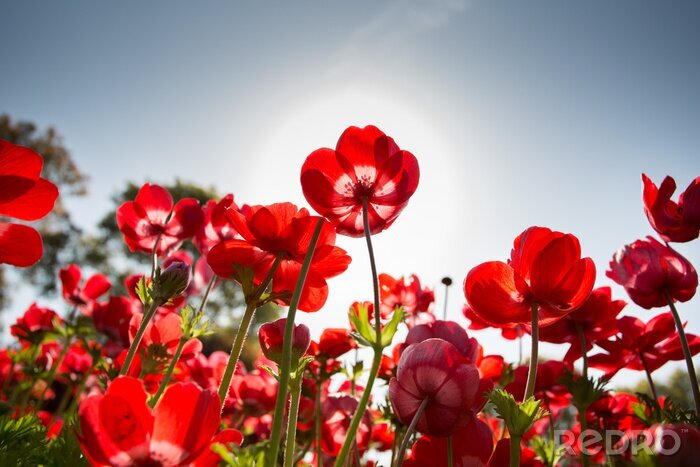 Sticker Rode bloemen van onderaf gezien