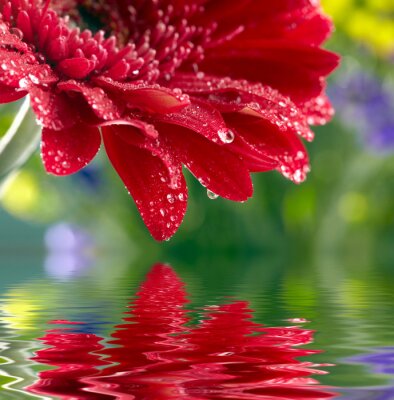 Rode daisy-gerbera weerspiegeld in het water