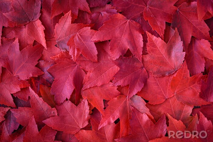Sticker Rode herfstbladeren