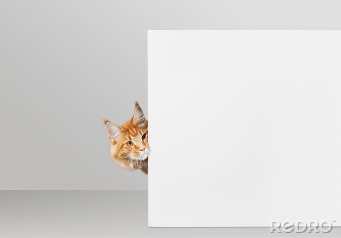 Sticker Rode kat die uit achter een witte muur gluurt