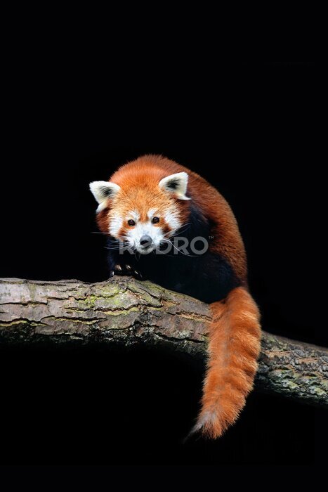 Sticker Rode panda op de tak