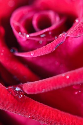 Sticker rode roos bud close up macro shot met water druppels textuur opper