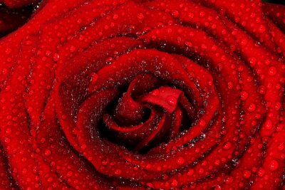 Rode roos in kleine druppels