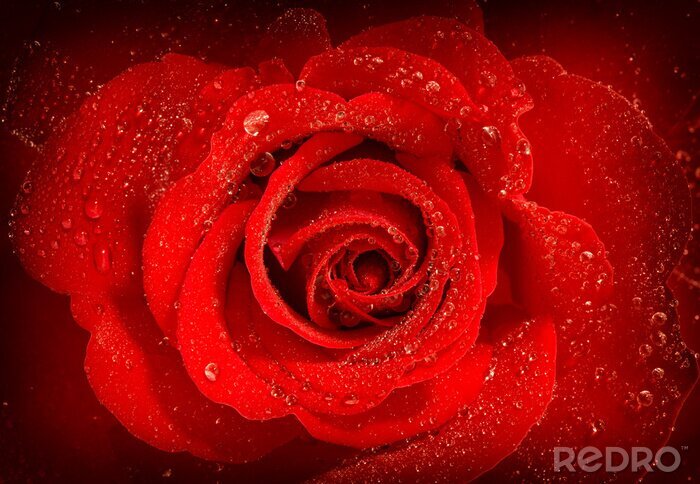 Sticker Rode roos met dauw