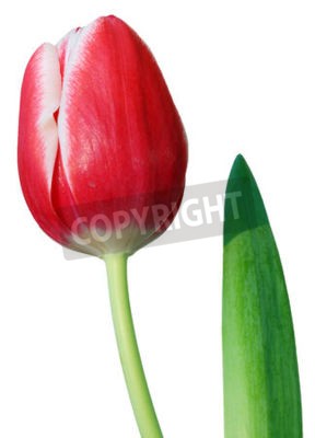 Sticker Rode tulp en blad in close-up