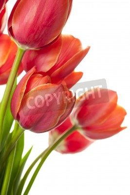 Sticker Rode tulpen met bladeren