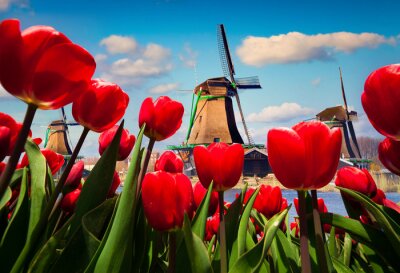 Rode tulpen op de achtergrond van de windmolen