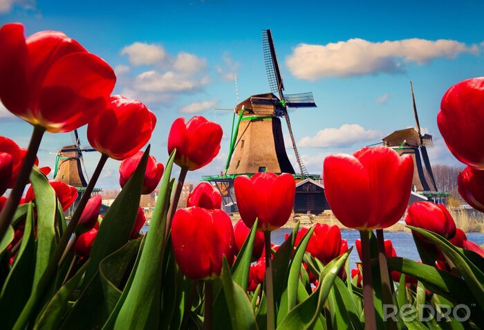 Sticker Rode tulpen op de achtergrond van de windmolen