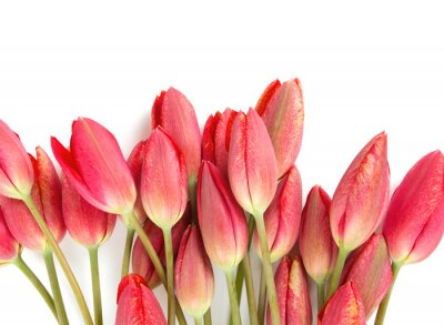 Rode tulpen op een lichte achtergrond