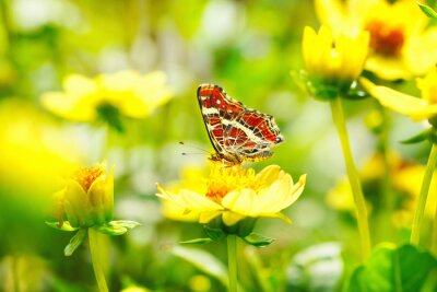 Rode vlinder en gele bloemen