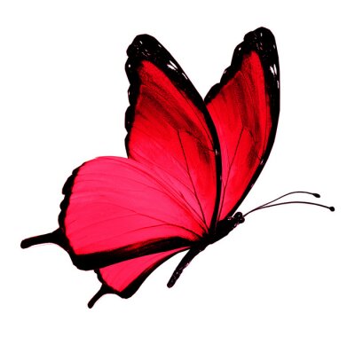 Sticker Rode vlinder op een witte achtergrond