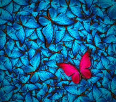 Rode vlinder tussen blauwe insecten