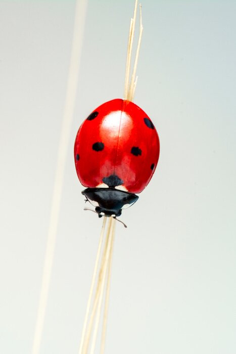 Sticker Rood insect op een droge grasspriet