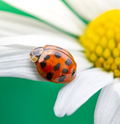 Sticker Rood lieveheersbeestje op een kamillebloem