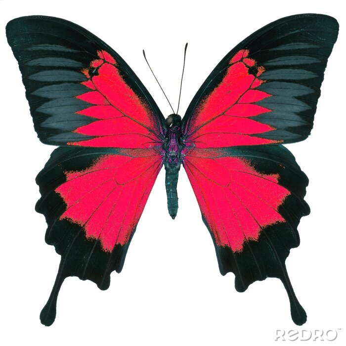 Sticker Rood-zwarte vlinder op witte achtergrond