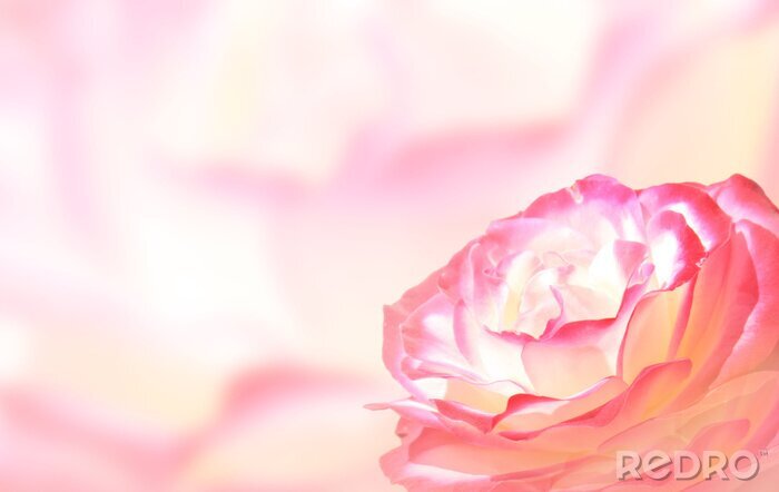 Sticker Roos met witte en roze bloemblaadjes